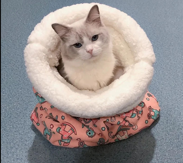 FurHaven™ | Knusches Katzenbett, Warm, Gemütlich & Geschützt! Das lieben Katzen!